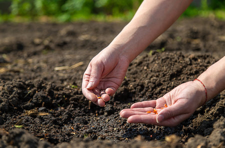A woman farmer plants seeds in the garden. selective focus. Nature.