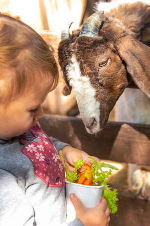 A child feeds a goat on a farm. selective focus. kid.の写真素材