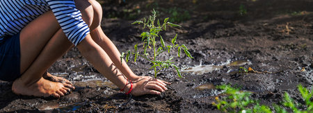 The child is planting a plant in the garden. selective focus. kid.の写真素材