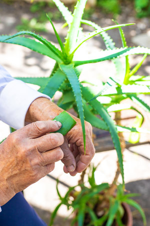 Old woman treated with aloe vera juice. selective focus. Nature.の写真素材