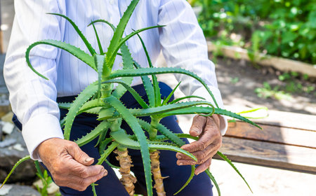Old woman treated with aloe vera juice. selective focus. Nature.の写真素材