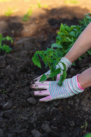 Woman farmer planting seedlings of tomatoes in the garden. selective focus. Nature.の写真素材