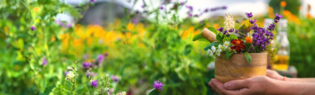 Plants and herbs, nature, alternative medicine. selective focus natureの写真素材