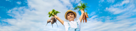 A child with a bunch of beets in the garden. Selective focus. nature.の写真素材