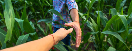 Man farmer checks corn field. selective focus. nature.の写真素材