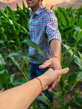 Man farmer checks corn field. selective focus. nature.の写真素材