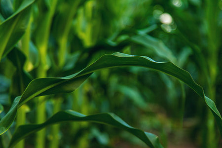 Field corn grows in the field. selective focus. Nature.の写真素材