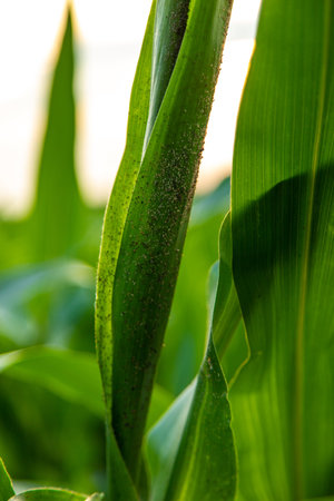 Field corn aphids leaves parasites pests. selective focus. Nature.の写真素材