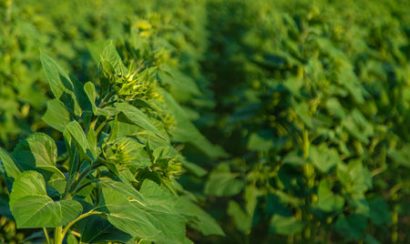 Field of sunflower buds. selective focus. Nature.の写真素材