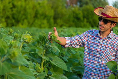 Field sunflowers farmer in the field. selective focus. people.の写真素材
