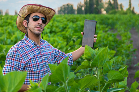 Field sunflowers farmer in the field. selective focus. people.の写真素材