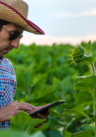 Field sunflowers farmer in the field. selective focus. people.の写真素材