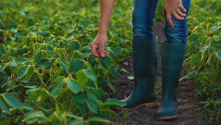 A soybean field grows in a male farmer field. selective focus. nature.の写真素材
