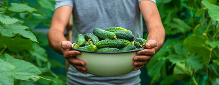 A male farmer harvests cucumbers in a greenhouse. selective focus. food.の写真素材