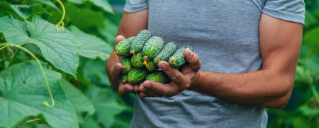 A male farmer harvests cucumbers in a greenhouse. selective focus. food.の写真素材