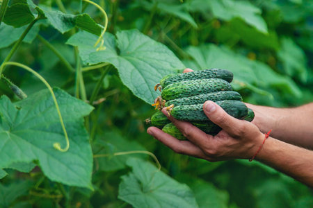 A male farmer harvests cucumbers in a greenhouse. selective focus. food.の写真素材