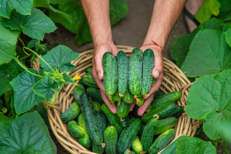 A male farmer harvests cucumbers in a greenhouse. selective focus. food.の写真素材