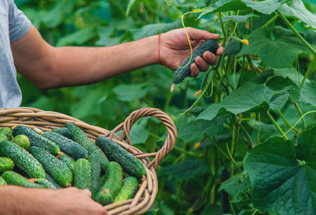 A male farmer harvests cucumbers in a greenhouse. selective focus. food.の写真素材