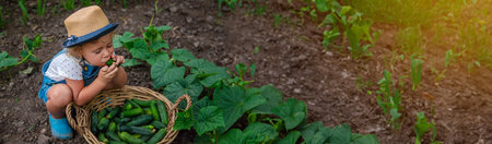 A child harvests cucumbers in the garden. selective focus. kid.の写真素材