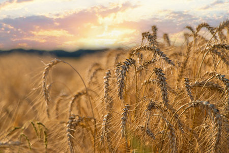 Wheat growing spikelets field harvest. selective focus. Nature.の写真素材