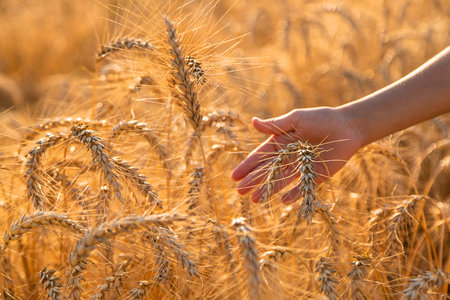 Child hands wheat in a field. Selective focus, nature.の写真素材