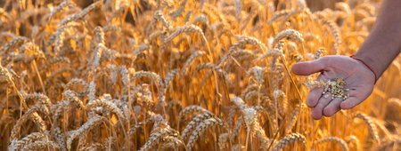 A farmer in a field of wheat checks. selective focus. nature,の写真素材