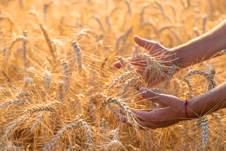 A farmer in a field of wheat checks. selective focus. nature,の写真素材