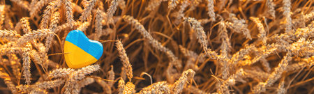 Flag of Ukraine in a wheat field. selective focus. Nature.の写真素材