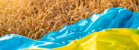 Flag of Ukraine in a wheat field. selective focus. Nature.の写真素材