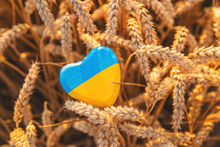 Flag of Ukraine in a wheat field. selective focus. Nature.の写真素材