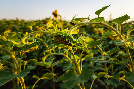 Field of sunflower buds. selective focus. Nature.の写真素材