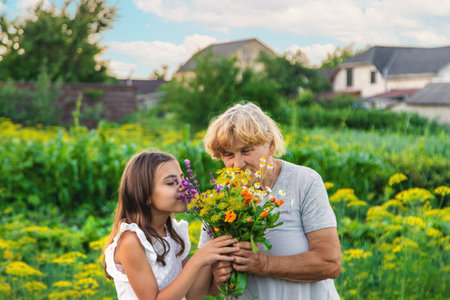 Grandmother and granddaughter hold medicinal herbs and flowers in their hands. Selective focus. Nature.の写真素材