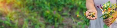 An old woman holds supplements of medicinal herbs and flowers in her hands. Selective focus. Nature.の写真素材