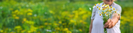 An old woman holds medicinal herbs and flowers in her hands. Selective focus. Nature.の写真素材