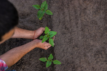 Sunflower sprouts on a field in the hands of a farmer. Selective focus. Nature.