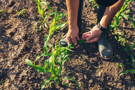 Corn sprouts on the field grow in the hands of the farmer. Selective focus. Nature.の写真素材