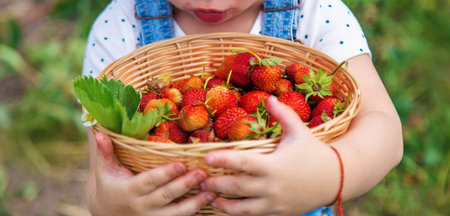 A child eats strawberries in the garden. Selective focus. Food.の写真素材