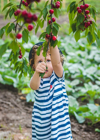 A child picks cherries in the garden. Selective focus.