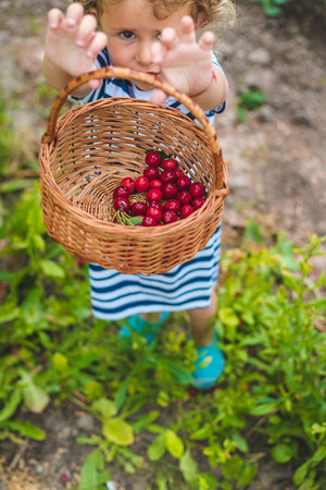 A child picks cherries in the garden. Selective focus.の写真素材