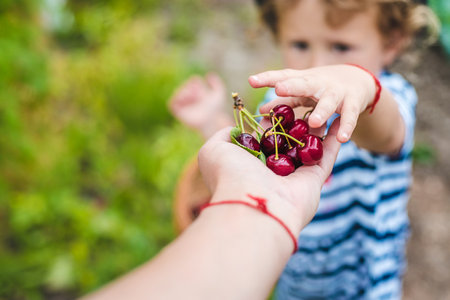 A child picks cherries in the garden. Selective focus.の写真素材