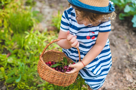 A child picks cherries in the garden. Selective focus.の写真素材