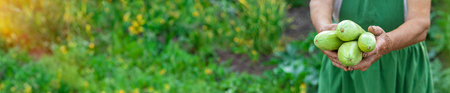 A woman farmer holds a zucchini harvest in her hands. Selective focus. Food.の写真素材