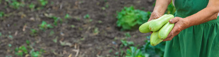 A woman farmer holds a zucchini harvest in her hands. Selective focus. Food.の写真素材