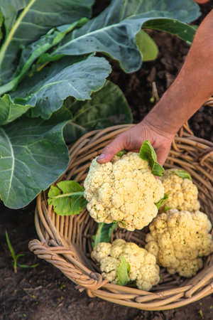 Cauliflower harvest in the garden. Selective focus. Food.の写真素材