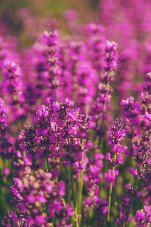 blooming lavender flowers on the field. Selective focus. Nature.の写真素材