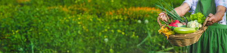 An old woman harvests vegetables in the garden. Selective focus. Food.の写真素材