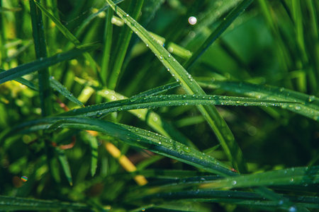 Water drops on grass leaves. Selective focus. Nature.