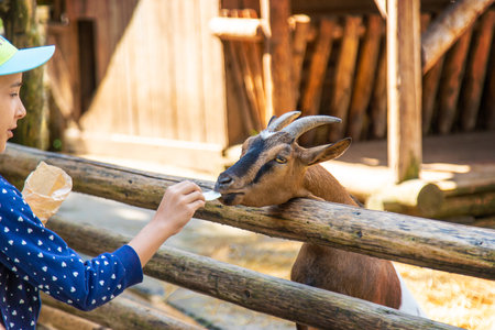 A child feeds a goat on a farm. Selective focus. Kid.の写真素材