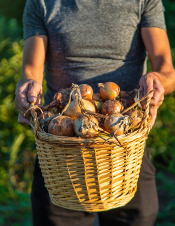 Onion harvest in the garden in the hands of a farmer. Selective focus. Food.の写真素材