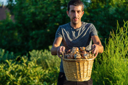 Onion harvest in the garden in the hands of a farmer. Selective focus. Food.の写真素材